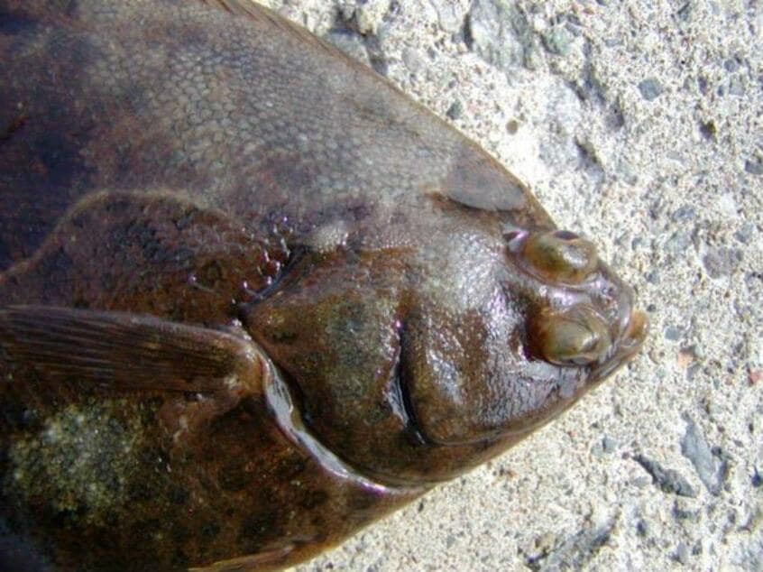 カレイ(出典:WEB魚図鑑)