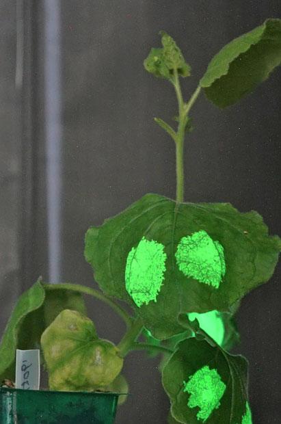 大阪大学の永井教授が開発した光る植物。街路樹を明るく光らせることができれば、街灯の代わりにもなる（写真：永井健治さん提供）