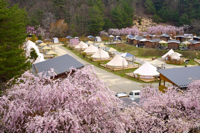 花見をしながらのキャンプは春だけの楽しみ方