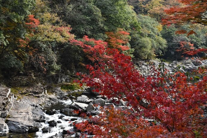 「長門峡（ちょうもんきょう）」を染め上げる紅葉