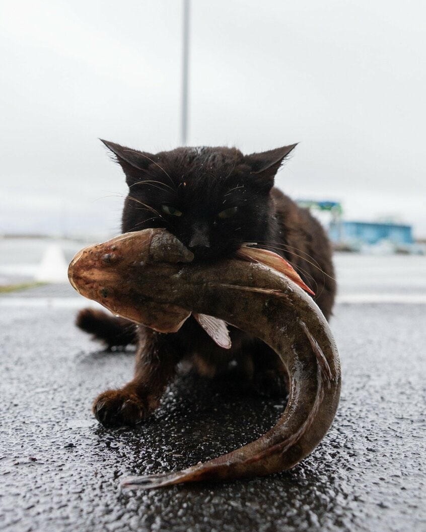 Canon EOS R1・f4・1/1250秒・ISO1600(撮影/猫写真家・沖昌之)