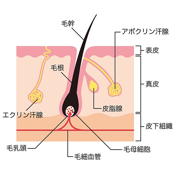 「汗腺」には２種類あり、それぞれ成分が異なります