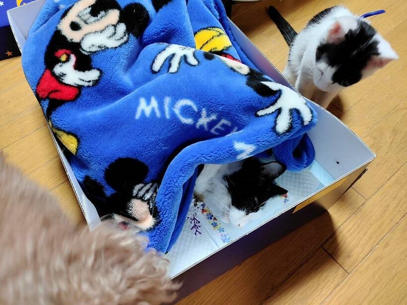 旅立ったマメに別れを告げるモチ（提供）