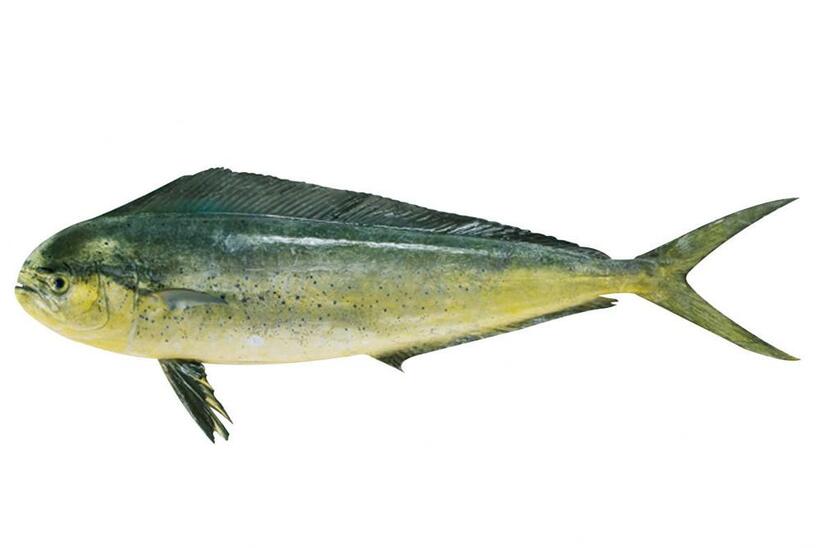 ハワイでは高級魚のシイラ（写真／筆者提供）
