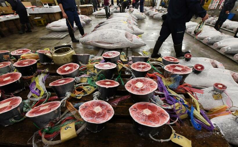 冷凍マグロの初競り準備で解凍された尾びれの付け根。品定めのために魚体の上に並べられる＝2018年1月、築地市場で