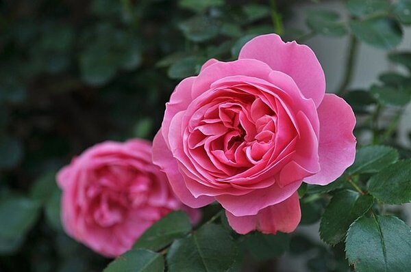 レオナルド・ダヴィンチ。バラは形・色・香りと品種が豊富です