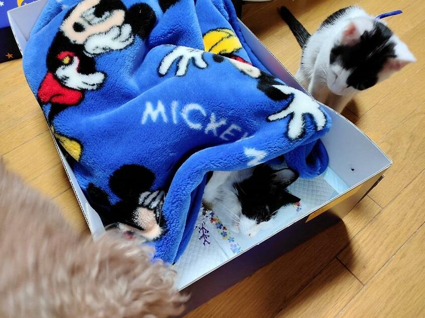 旅立ったマメに別れを告げるモチ(提供)