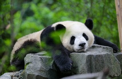 パンダだって顔が変わる!?  「野生らしさが失われて『洗練』されていった」を見抜くファンの愛