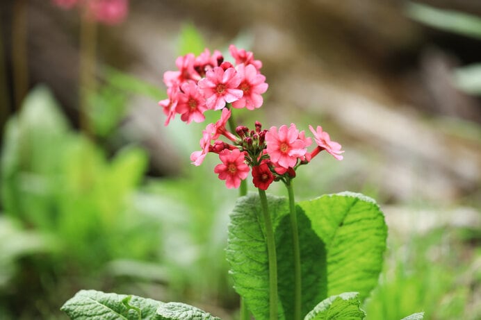 5月中は山のあちこちでクリンソウを楽しめます