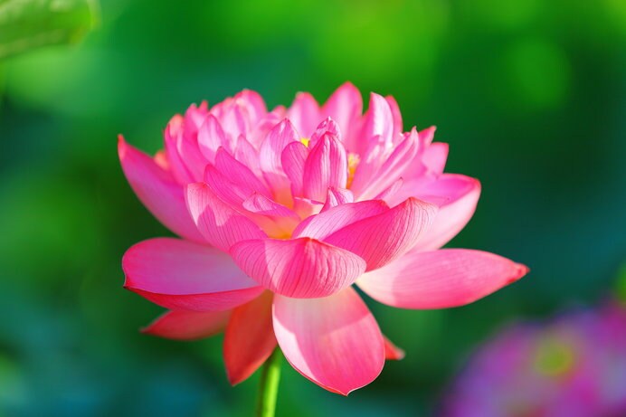 品種登録第一号の蓮「誠蓮（まことはす）」は、濃いピンク色が鮮やか