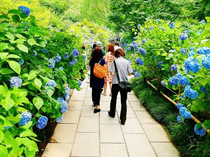 見渡す限りブルーの紫陽花が彩ります