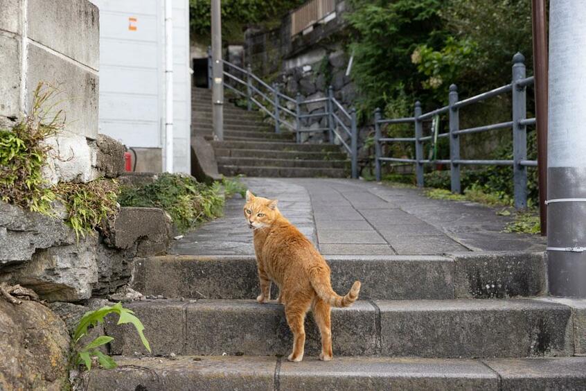 Canon EOS-1D X・f/5・1/1000秒・ISO640(撮影/猫写真家・沖昌之)