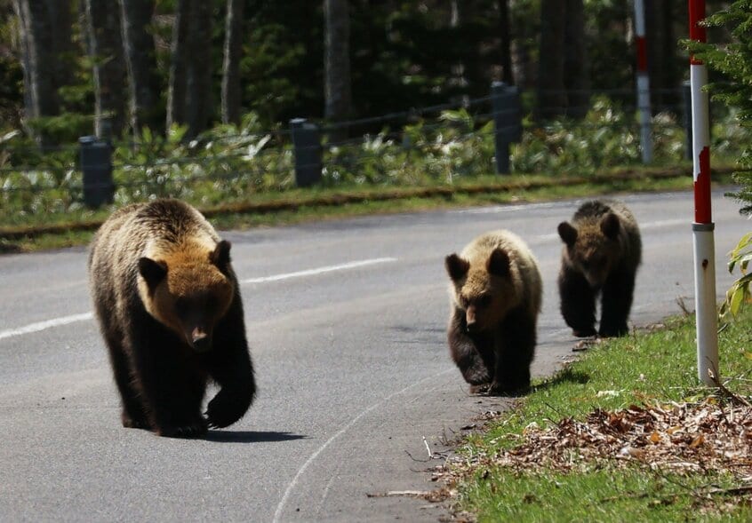 北海道斜里町の車道に出てきたヒグマの親子(2022年5月)。本文の内容とは関係ありません