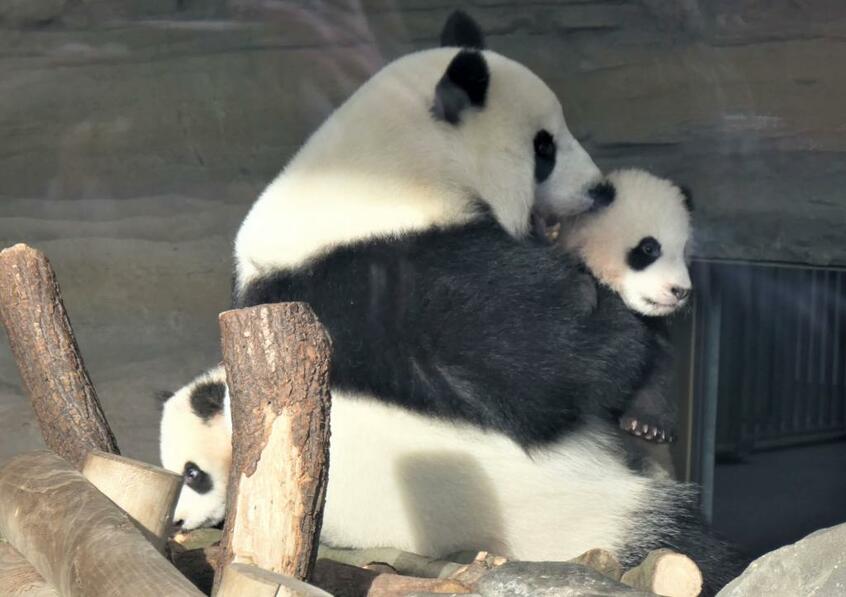ドイツのベルリン動物園のモンモン(夢夢、メス)と双子のモンシャン(夢想、オス)、モンユァン(夢円、オス) =2月9日 (撮影/中川美帆)