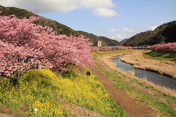 日本有数の早咲き桜として知られる「河津桜」（静岡県賀茂郡）