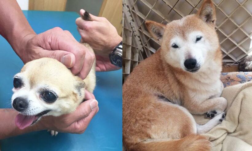 左から、肛門で検温中の、記者の知人の保護犬（推定１２～１３歳）。記者のわんこ仲間の愛犬（豆柴）。全体に白髪が増えてきたものの、まだまだ元気な１１歳