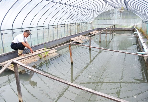 ビニールハウスの中に池を作って養殖する。増田さんが板の上にお手製のえさを置くと、スッポンが上がってくるのだ