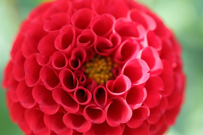 花径5～7cmの真っ赤な花がポンポン咲く「アリス」も人気の品種