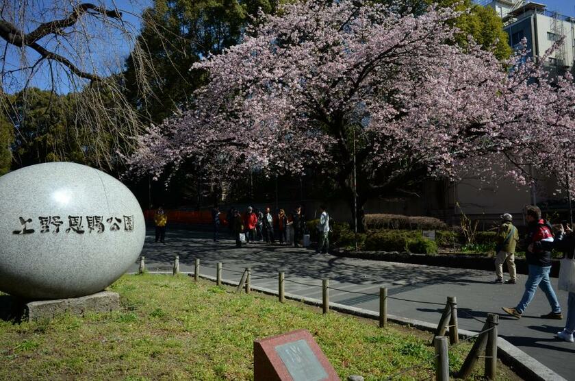 花が咲き始めた東京・上野恩賜公園。春本番になれば笑顔も満開になるだろうか