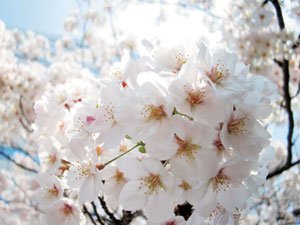 東京・若林の環七通り沿いの桜を強烈に逆光を入れ込んで撮影。花びらの一つひとつの生命観を表現したいとアップでとらえた