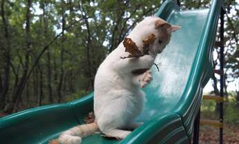 【岩合光昭】こんな姿見たことない! 枯れ葉をやさしく抱えて立ち上がる猫