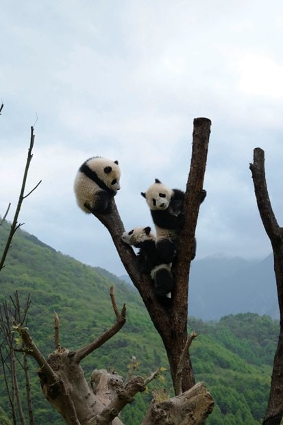 中国・成都郊外にある臥龍基地の”パンダのなる木”。1歳未満の子パンダたちが樹上で押し合いへし合い