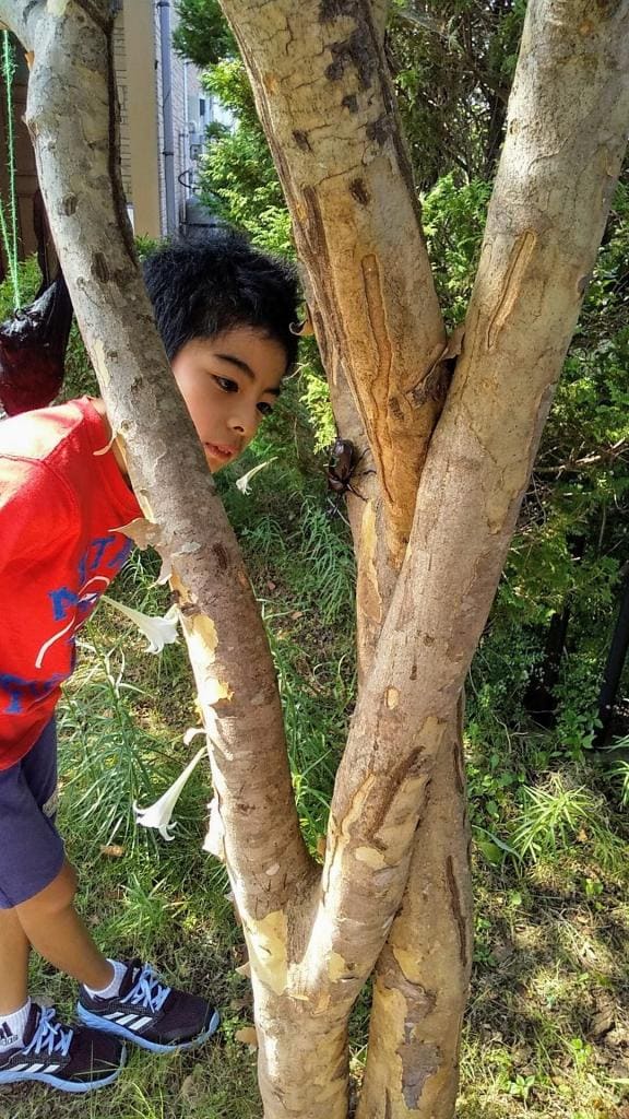 カブトムシの生態研究家　柴田亮さん（１２）／埼玉県杉戸町の小学６年生。カブトムシの生態を調べた論文が米生態学協会の専門誌に掲載された。カードマジックにもはまっている（写真：本人提供）