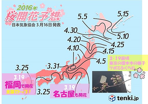 図をクリックするとサクラ開花予想にジャンプします