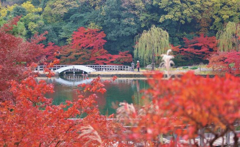 徳川園の龍仙湖は池泉回遊式庭園の核をなす湖。水辺を海に見立てて飛び石などを配している。四季折々の自然美が楽しめるが、紅葉すると趣が増す（写真／徳川園提供）