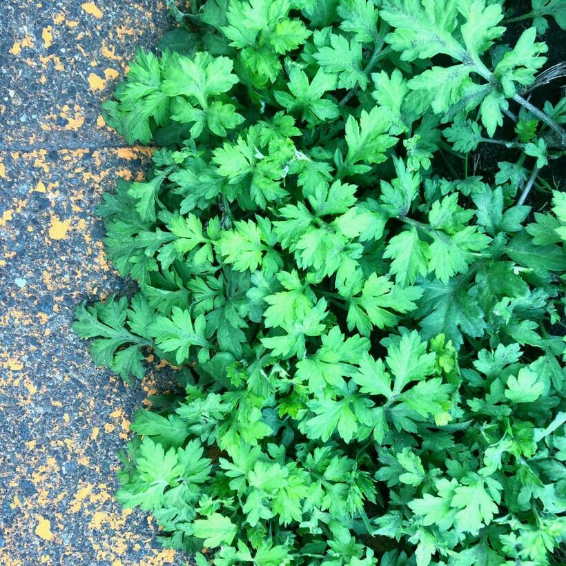 桜たけなわで皆上を向いて歩く中、足元のヨモギの成長にウッシシとほくそ笑む（写真：本人提供）