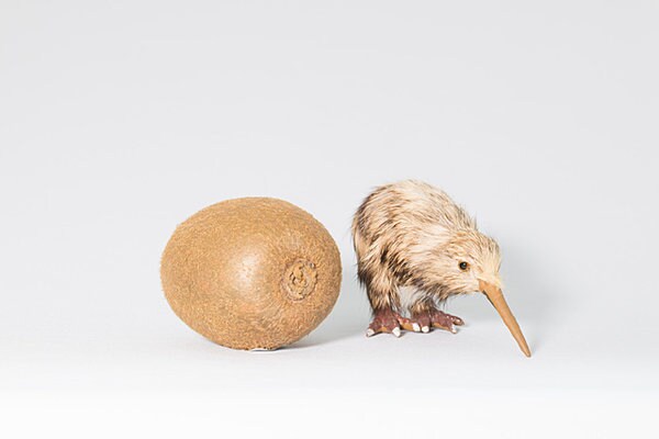 ニュージーランドの鳥キウイに似ているから「キウイフルーツ」