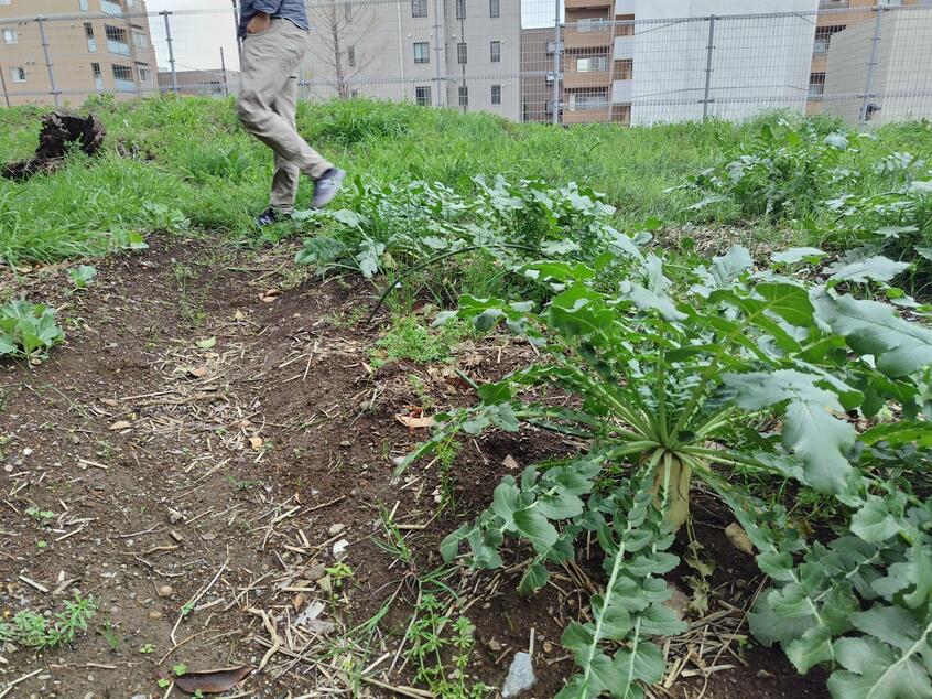 キャンパスの片隅に広がる大根畑。案内してくれた白川さんは、「トウが立ってきたから、そろそろ収穫しないといけないんですけど……」と、少しめんどくさそうにつぶやいた