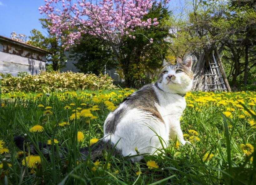 ケンジが連れていってくれたタンポポの咲く野原で。つぶらな瞳がかわいい