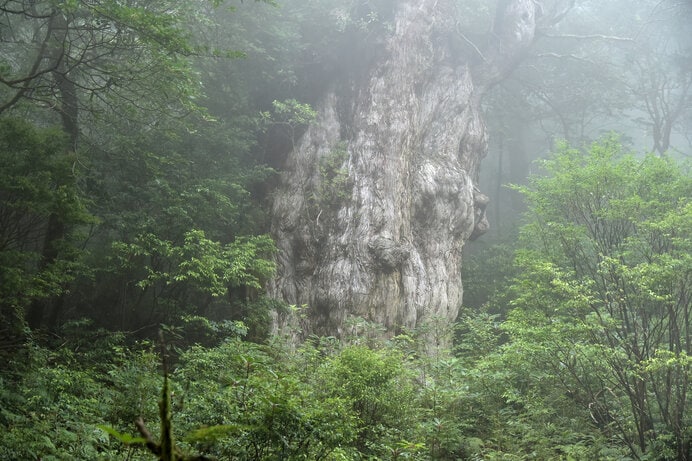 樹齢5,000年以上ともされる神々しい屋久島縄文杉の威容