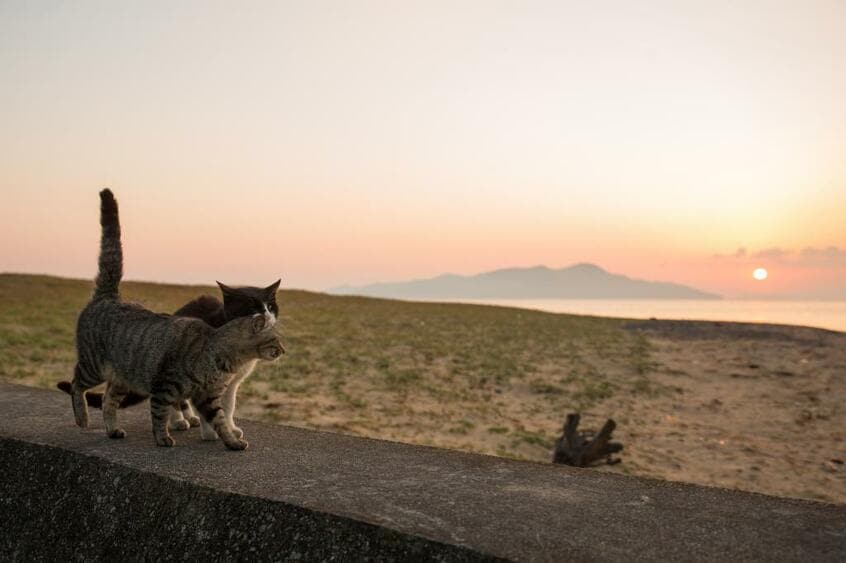 Canon EOS-1D X・f/3.2・1/640秒・ISO640(撮影/猫写真家・沖昌之)