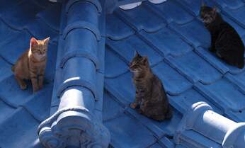 【岩合光昭】トイレの人に「おはよう」? 瀬戸内海・祝島の「のぞき猫」