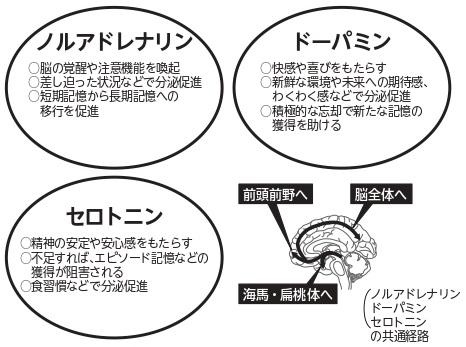 記憶を左右する３種の神経伝達物質。このうちセロトニンは、食習慣で分泌促進が期待できる。