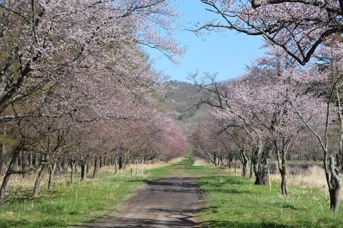 二十間道路桜並木（北海道日高郡）