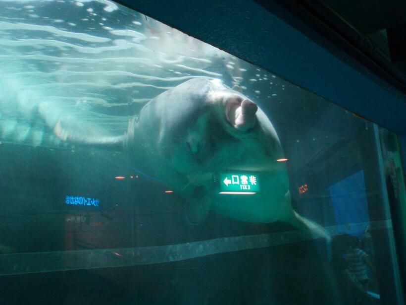 閉業したマリンピア松島水族館で飼育されていた全長1.8mのマンボウ（2006年7月17日撮影）。下唇が異常に腫れ、たらこ唇になっている。（C）澤井悦郎