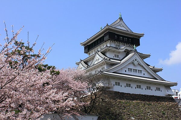 桜に彩られる小倉城。夜桜も素敵！
