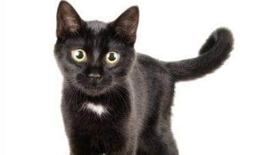 宇多天皇の深すぎる猫愛「私の心がわかるだろう」  歩く黒猫をたとえた伝説の霊獣とは