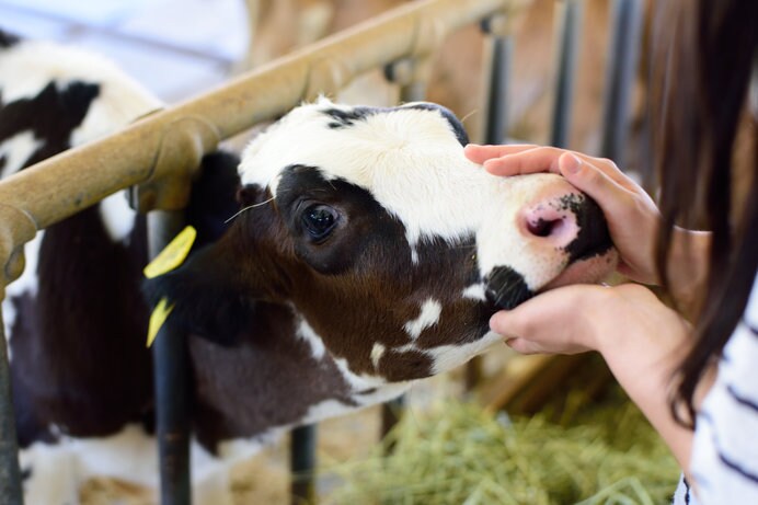 牛と見つめあって触れ合えば、毎日飲む牛乳がより美味しく感じられるかも!?