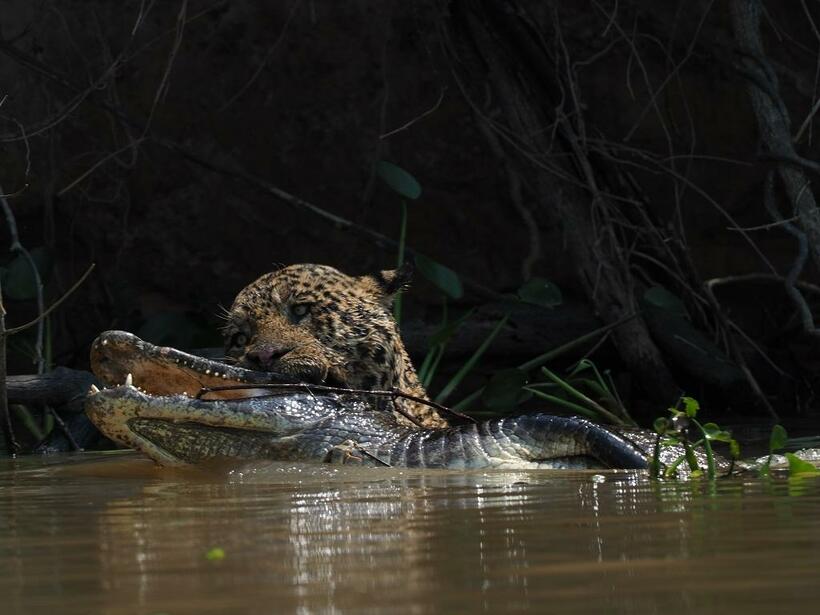 鋭い歯で仕留めたパラグアイカイマンをくわえ、川岸へと泳ぐジャガー（写真：岩合光昭）