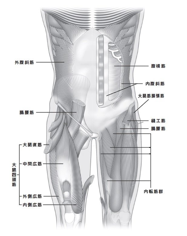 関節と筋肉の位置関係（腹から膝の前面）