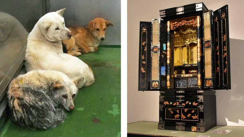 飼い主の手を離れた犬たち。ペットの世話の引き継ぎが課題だ(左)/豪華な仏壇。基本的に相続税の課税対象外となる (c)朝日新聞社