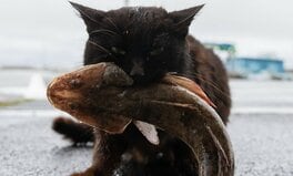 アイナメをもらってご満悦の黒猫「えっへん、丸ごといただきますニャ!」【沖昌之】