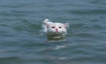 【岩合光昭】猫は水泳が得意?“オッドアイ”の猫スイマー