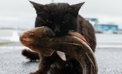 アイナメをもらってご満悦の黒猫「えっへん、丸ごといただきますニャ！」【沖昌之】