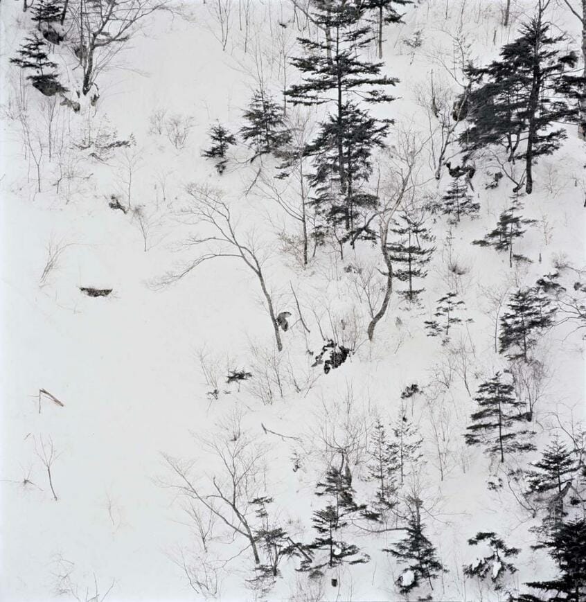 初めて、カモシカにであう。中央アルプス1700メートルの高山(撮影:宮崎学)