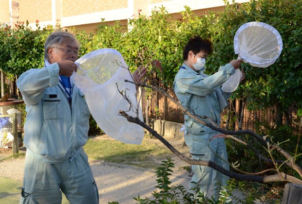 デング熱の感染源になっている蚊を調べるため採取する自治体職員　（c）朝日新聞社　＠＠写禁